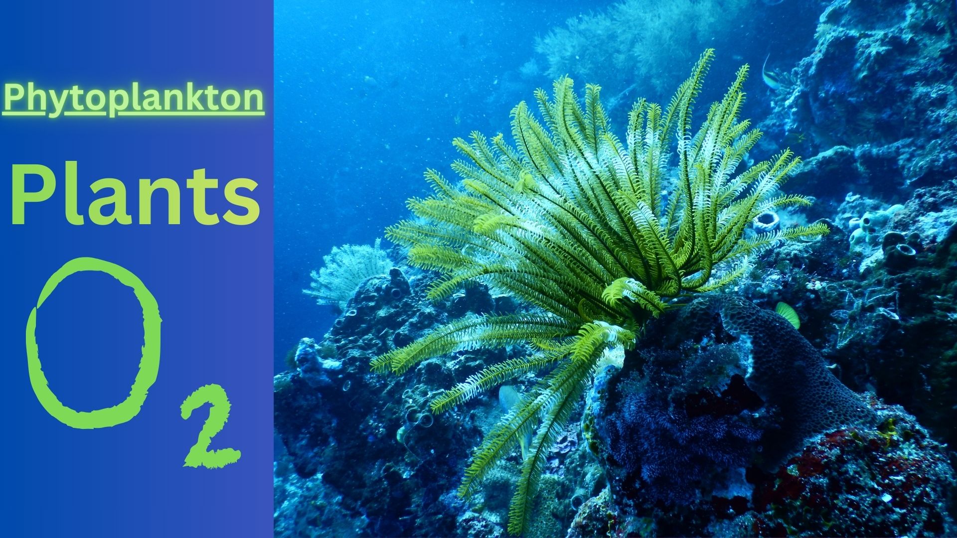 PHYTOPLANKTON: THE OCEAN’S INVISIBLE LUNGS